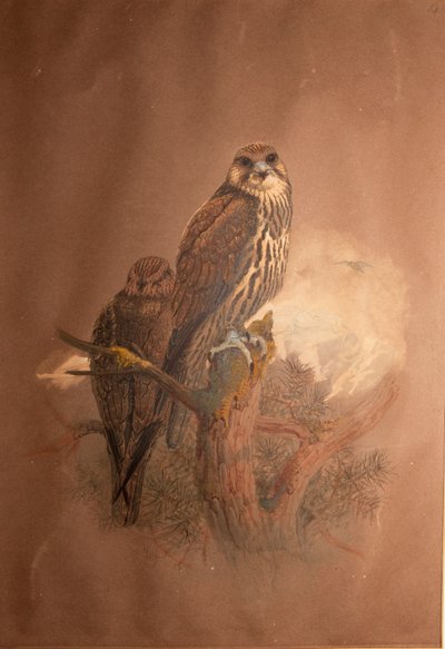 Falco sacro (Falco sacer), 1856-67 da Joseph Wolf